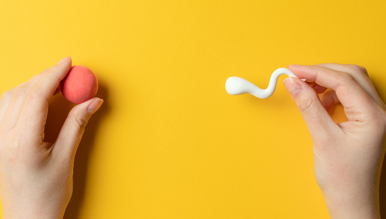 One hand holding ball or egg, a second and holding plastic sperm toy. On yellow background